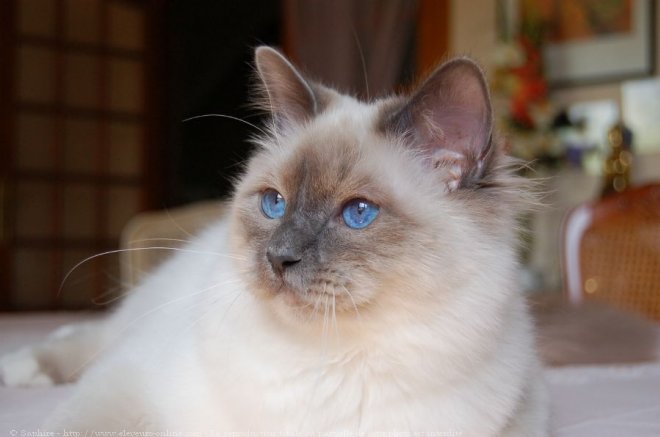 Photo de Sacr de birmanie