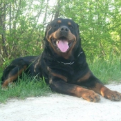 Photo de Rottweiler