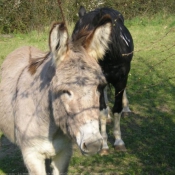 Photo de Races diffrentes