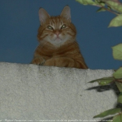 Photo de Chat domestique