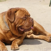 Photo de Dogue de bordeaux