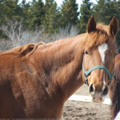 Photo de Quarter horse