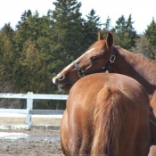 Photo de Quarter horse