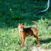 Photo de Pinscher nain