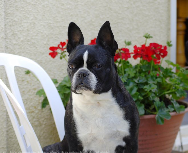 Photo de Boston terrier