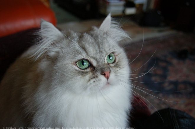 Photo de British longhair