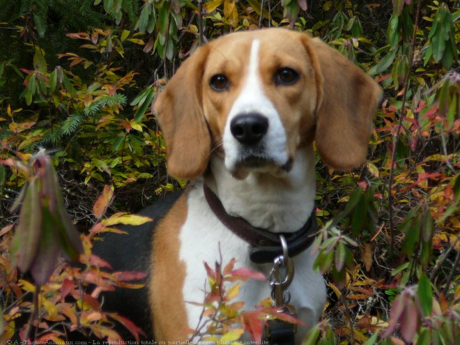 Photo de Beagle