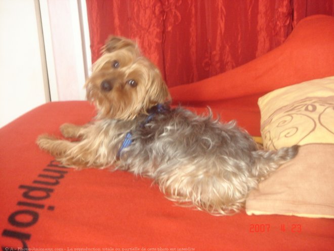 Photo de Yorkshire terrier