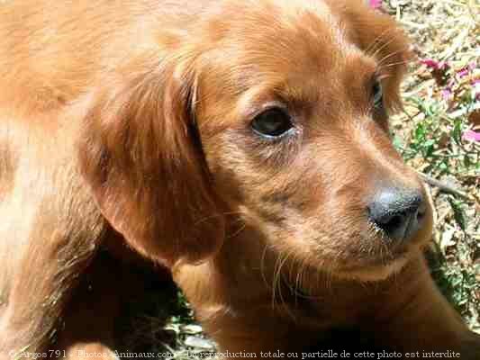 Photo de Setter irlandais rouge