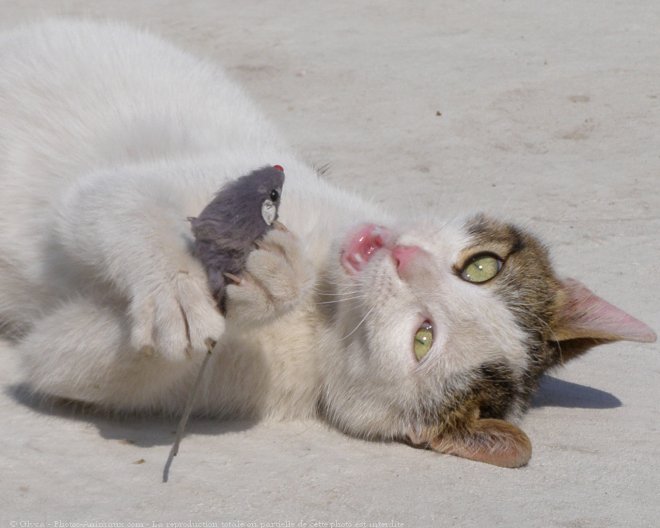 Photo de Chat domestique