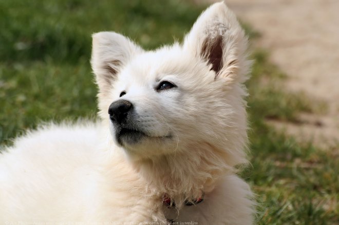 Photo de Berger blanc suisse