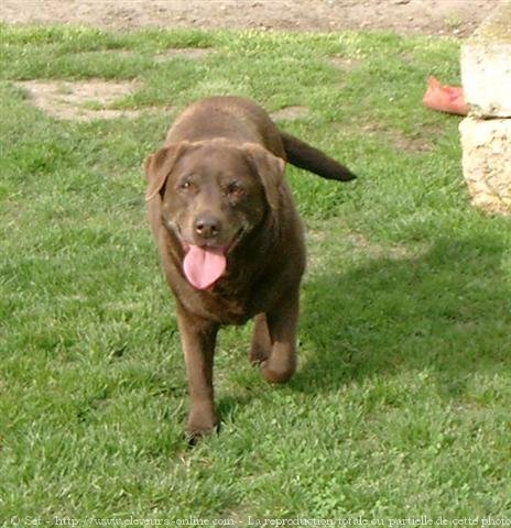 Photo de Labrador retriever