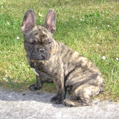 Photo de Bouledogue franais