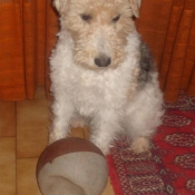 Photo de Fox terrier  poil dur