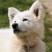 Photo de Berger blanc suisse