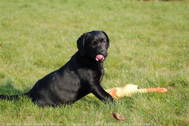 Photo de Labrador retriever