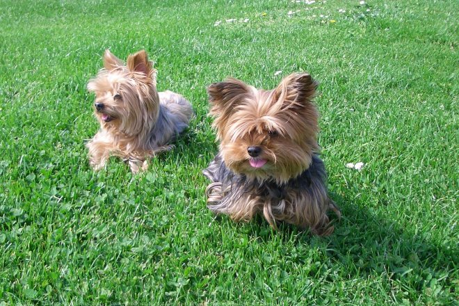 Photo de Yorkshire terrier