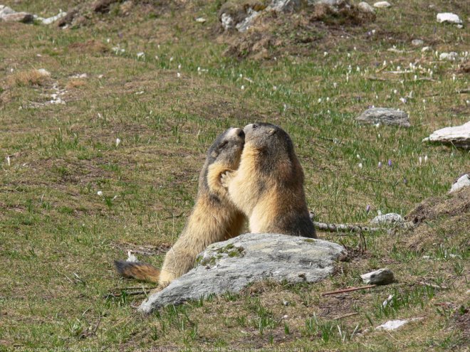 Photo de Marmotte