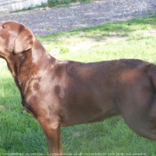 Photo de Labrador retriever