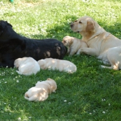 Photo de Labrador retriever