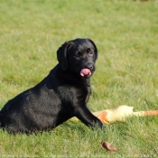 Photo de Labrador retriever