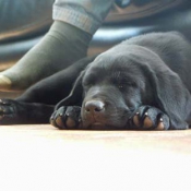 Photo de Labrador retriever