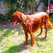 Photo de Setter irlandais rouge