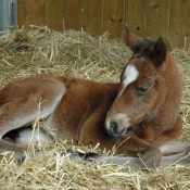 Photo de Quarter horse