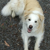 Photo de Border collie