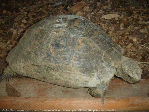 Photo de Tortue