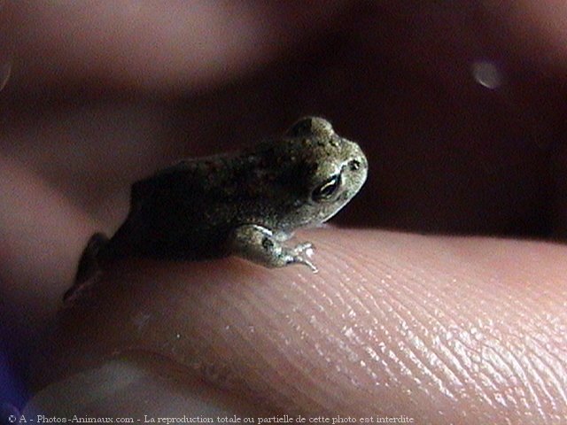 Photo de Grenouille