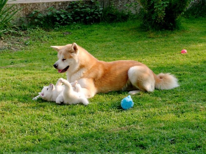 Photo d'Akita inu