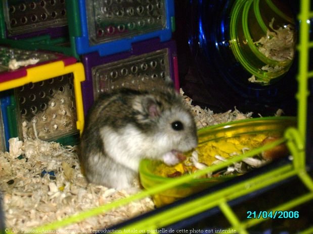 Photo de Hamster