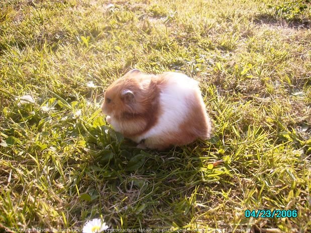 Photo de Hamster