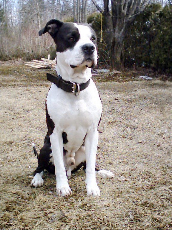 Photo d'American staffordshire terrier