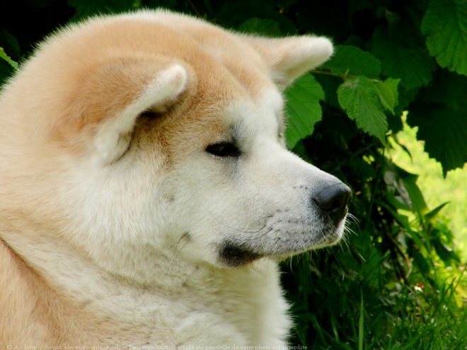 Photo d'Akita inu