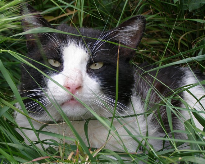 Photo de Chat domestique