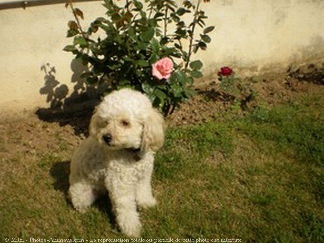 Photo de Caniche moyen