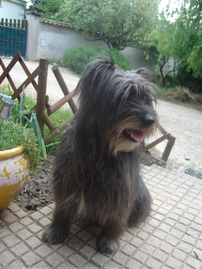 Photo de Chien de berger des pyrenes  poil long