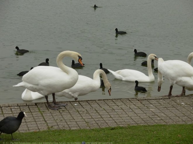 Photo de Cygne