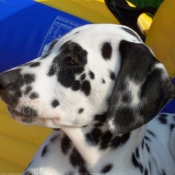 Photo de Dalmatien