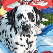 Photo de Dalmatien