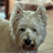 Photo de West highland white terrier