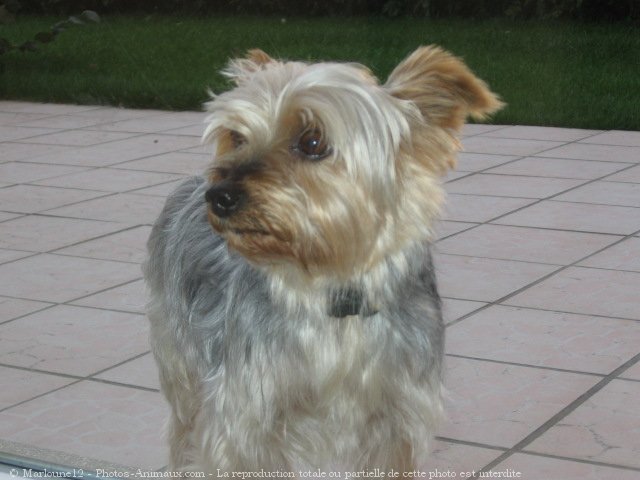 Photo de Yorkshire terrier