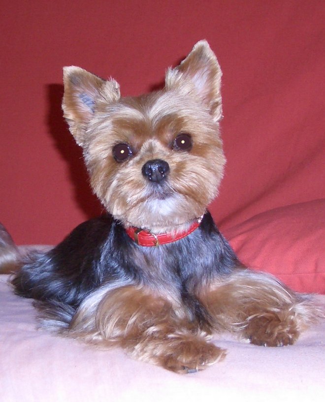 Photo de Yorkshire terrier