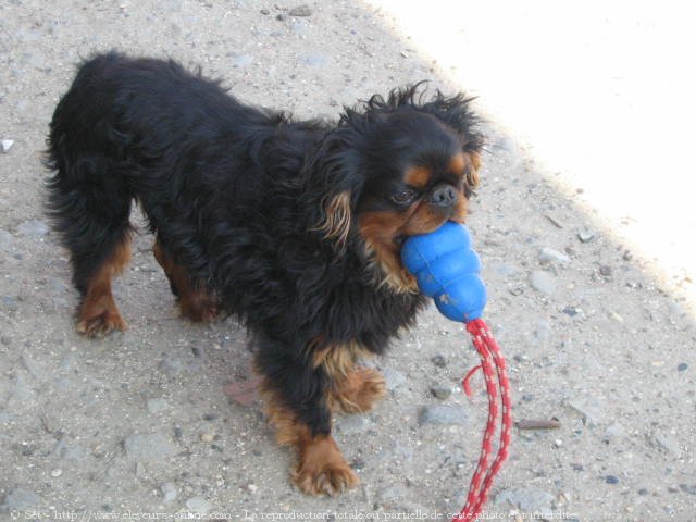 Photo de King charles spaniel