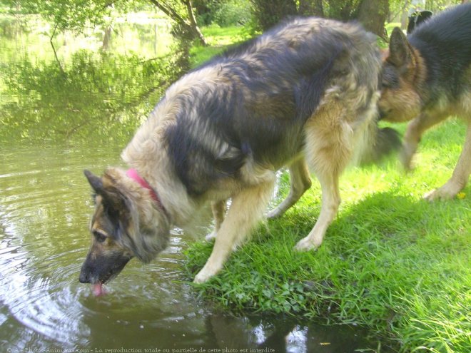 Photo de Berger belge tervueren