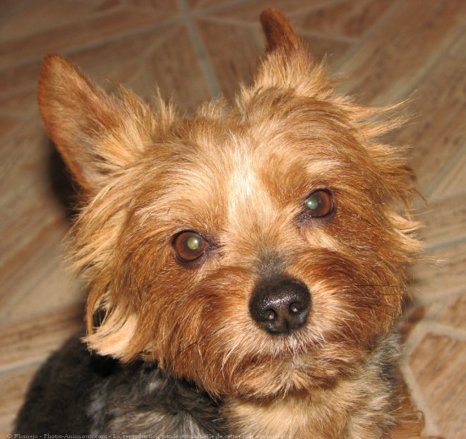 Photo de Yorkshire terrier