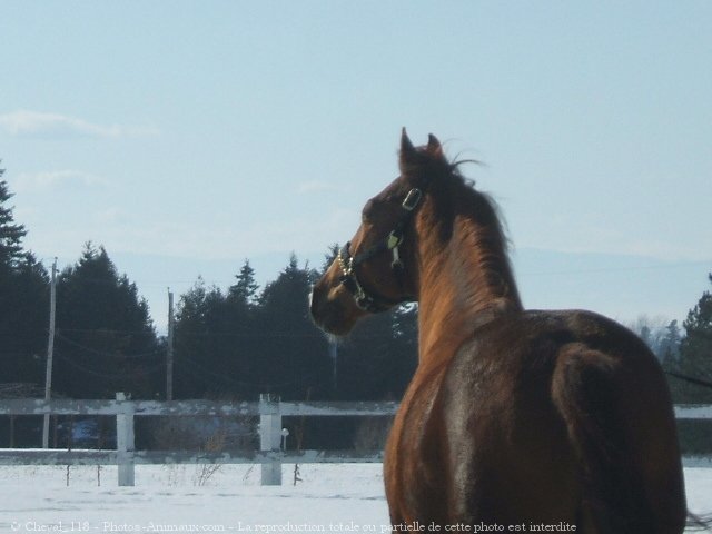 Photo de Quarter horse