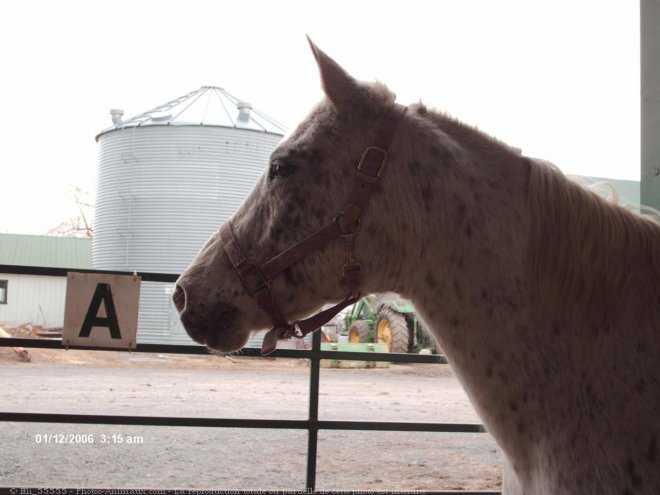 Photo d'Appaloosa